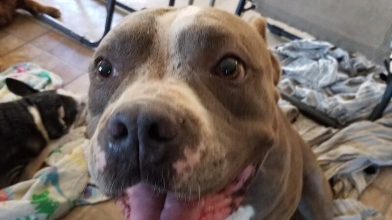 The Hawaii SPCA of Maili - Waianae, HI