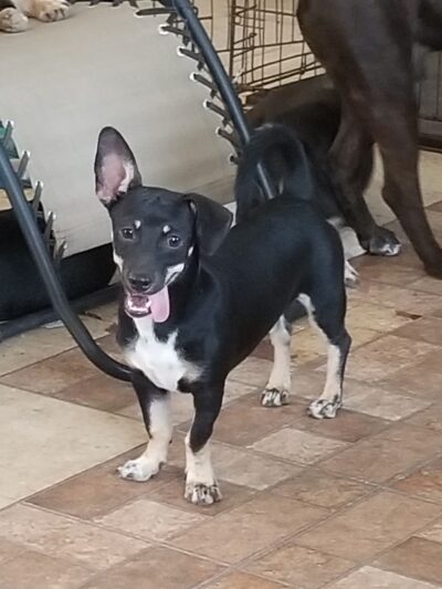 The Hawaii SPCA of Maili - Waianae, HI