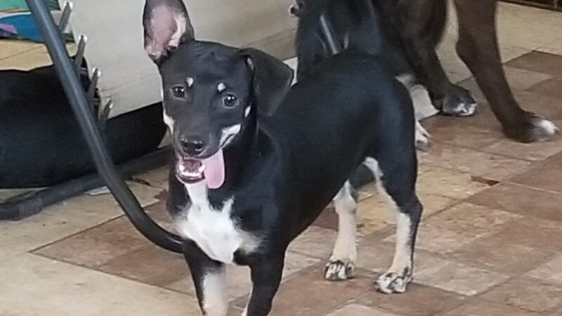 The Hawaii SPCA of Maili - Waianae, HI