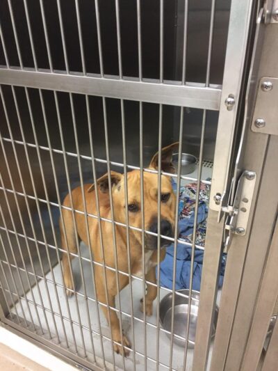 The Hawaii SPCA of Maili - Waianae, HI