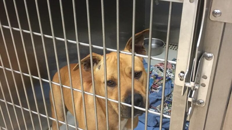 The Hawaii SPCA of Maili - Waianae, HI