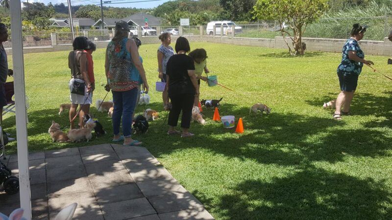Nalowinds Kennels - Waimanalo, HI