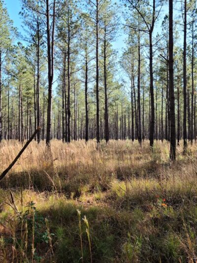 Big Woods Wildlife Management Area - Wakefield, VA