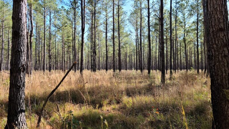 Big Woods Wildlife Management Area - Wakefield, VA