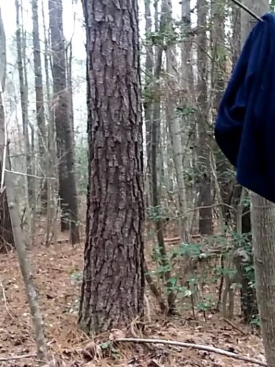 Big Woods Wildlife Management Area - Wakefield, VA