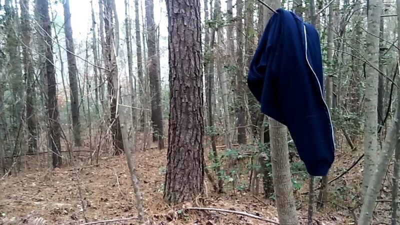 Big Woods Wildlife Management Area - Wakefield, VA