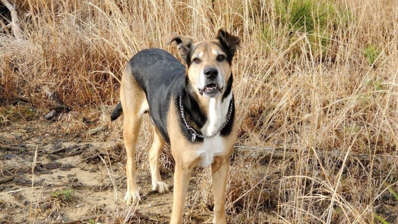 Big Woods Wildlife Management Area - Wakefield, VA