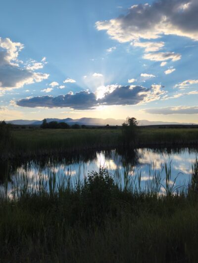 Wildlife Watching in North park - Walden, CO
