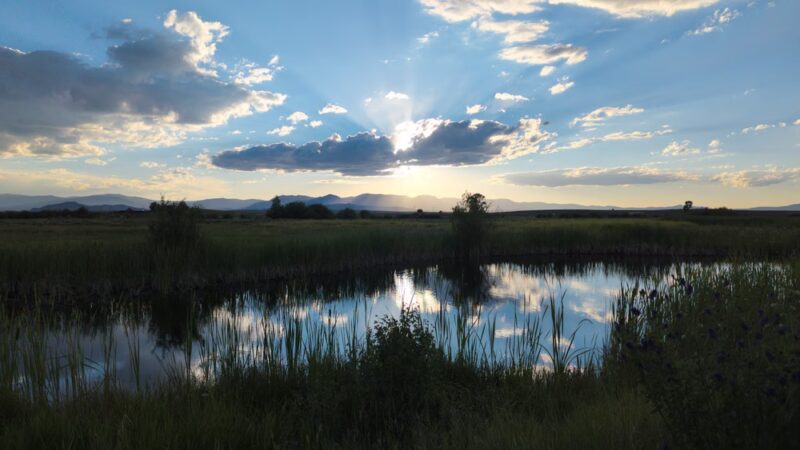 Wildlife Watching in North park - Walden, CO