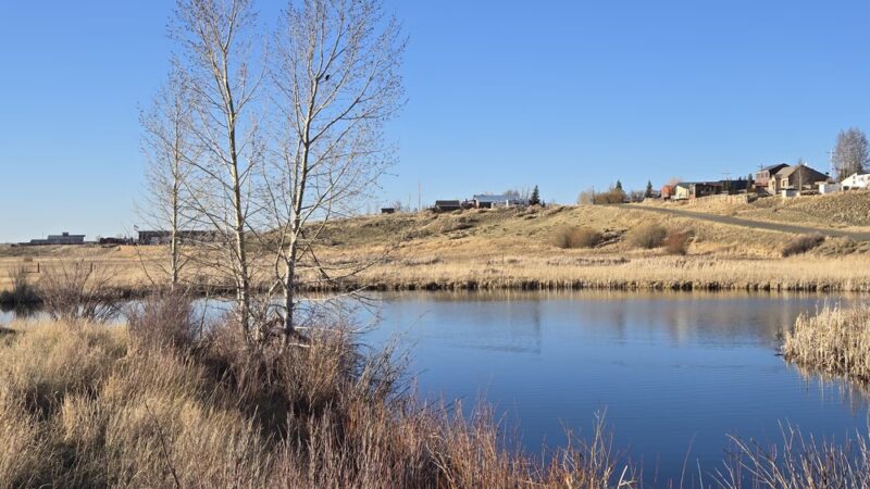 Wildlife Watching in North park - Walden, CO