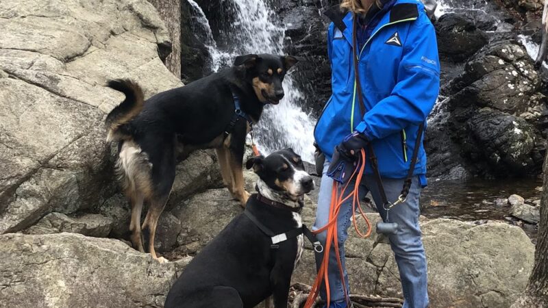 A.H. Dog Training LLC - Waldwick, NJ