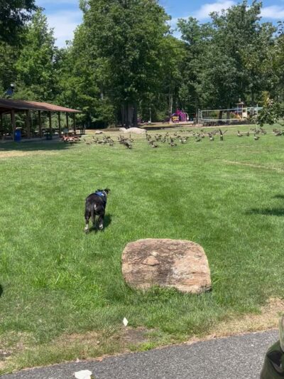 A.H. Dog Training LLC - Waldwick, NJ