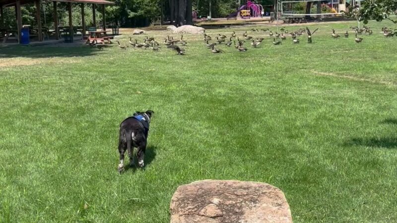 A.H. Dog Training LLC - Waldwick, NJ