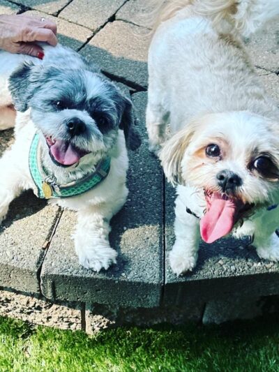 A.H. Dog Training LLC - Waldwick, NJ