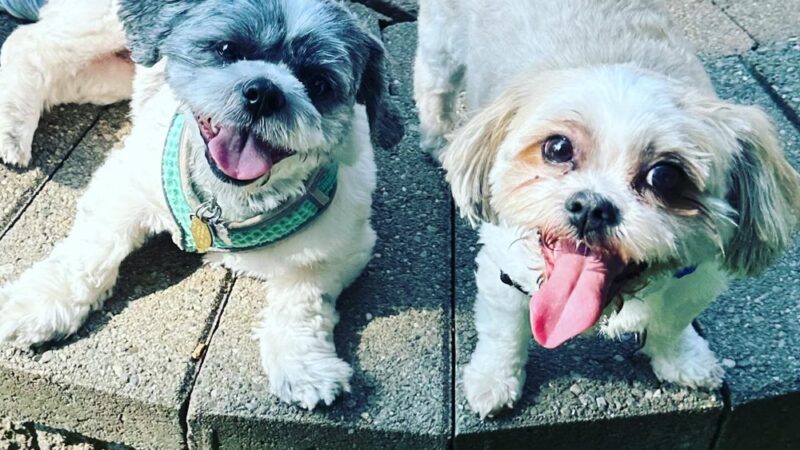 A.H. Dog Training LLC - Waldwick, NJ