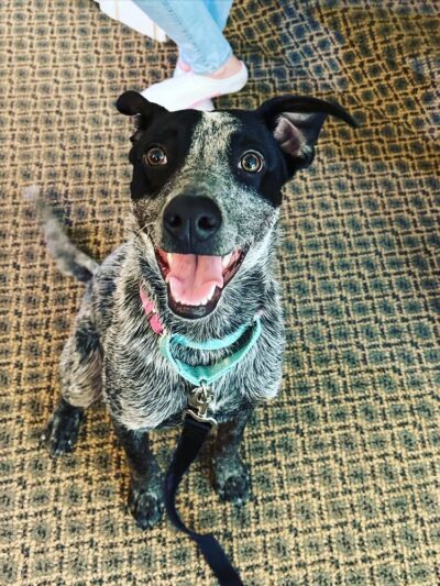 A.H. Dog Training LLC - Waldwick, NJ