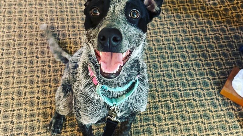 A.H. Dog Training LLC - Waldwick, NJ