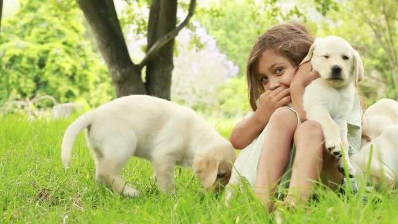 Tanner's Canine Resort - Waldwick, NJ