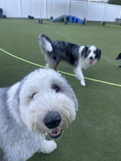 Tanner's Canine Resort - Waldwick, NJ