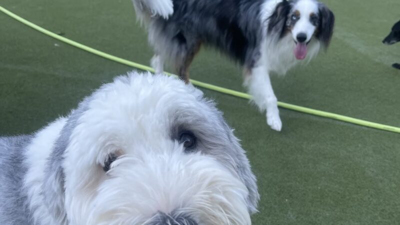Tanner's Canine Resort - Waldwick, NJ