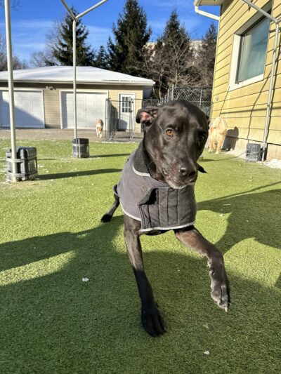 Tanner's Canine Resort - Waldwick, NJ