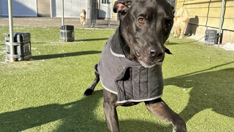 Tanner's Canine Resort - Waldwick, NJ