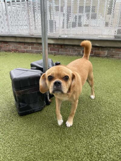 Tanner's Canine Resort - Waldwick, NJ