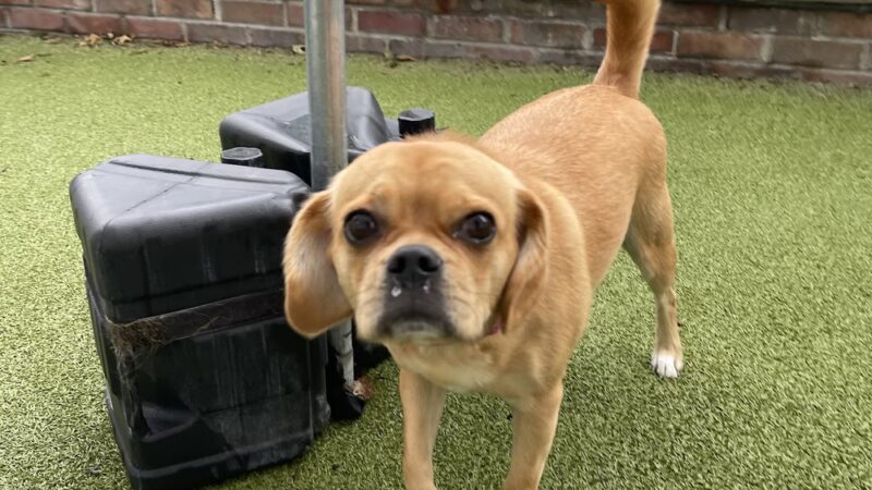 Tanner's Canine Resort - Waldwick, NJ