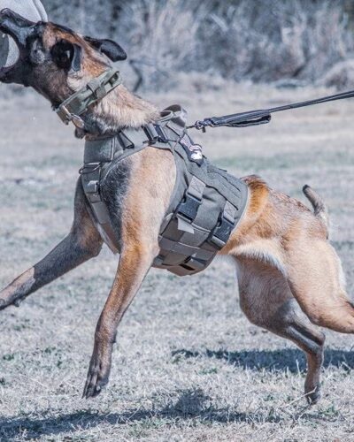 Windy Ridge K9 - Walkerton, VA