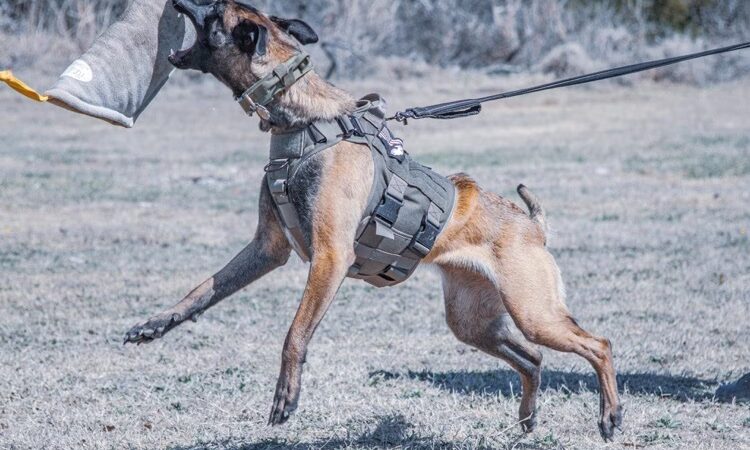 Windy Ridge K9 - Walkerton, VA