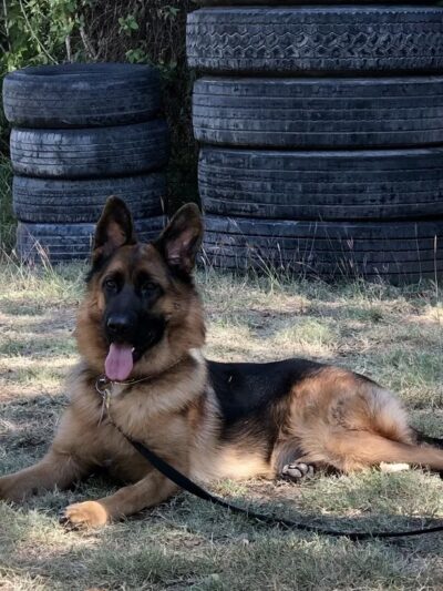 Windy Ridge K9 - Walkerton, VA