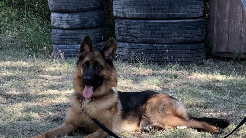 Windy Ridge K9 - Walkerton, VA