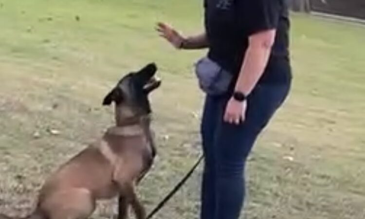 Windy Ridge K9 - Walkerton, VA
