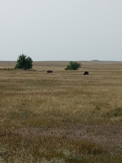 Badlands National Park Sign - Wall, SD