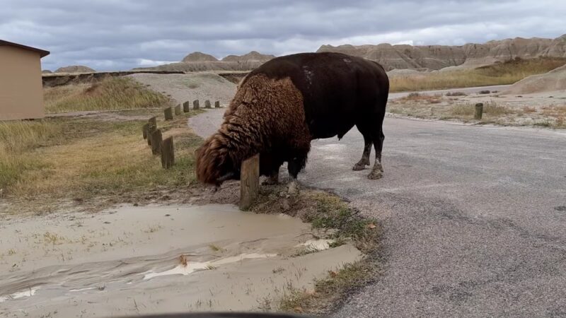 Conata Picnic Area - Wall, SD