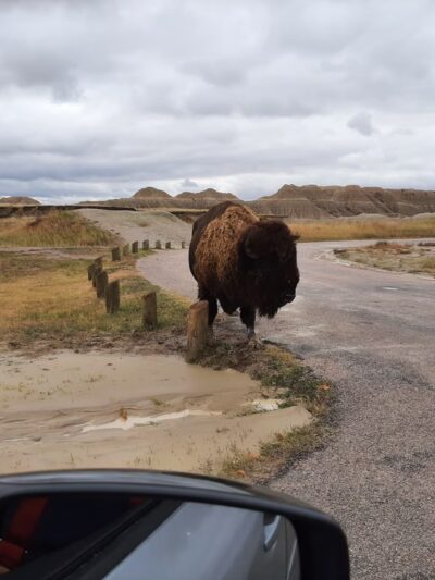 Conata Picnic Area - Wall, SD