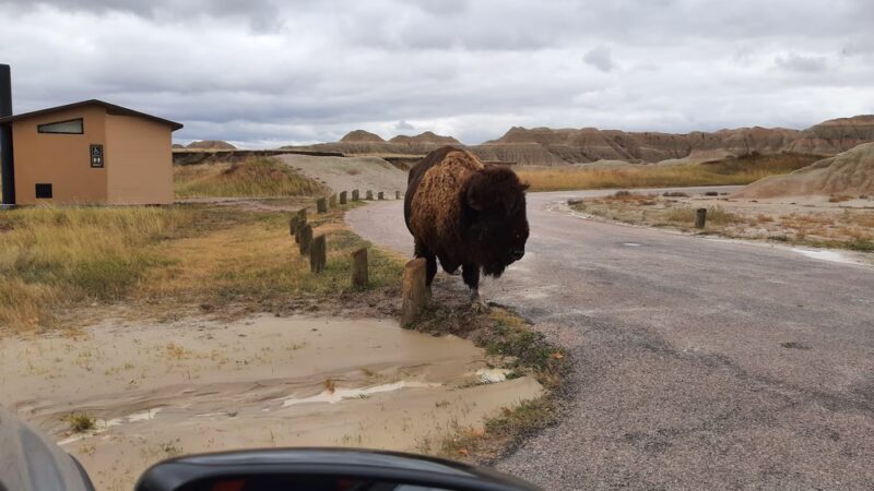 Conata Picnic Area - Wall, SD