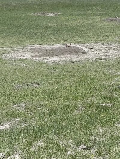 Roberts Prairie Dog Town - Wall, SD