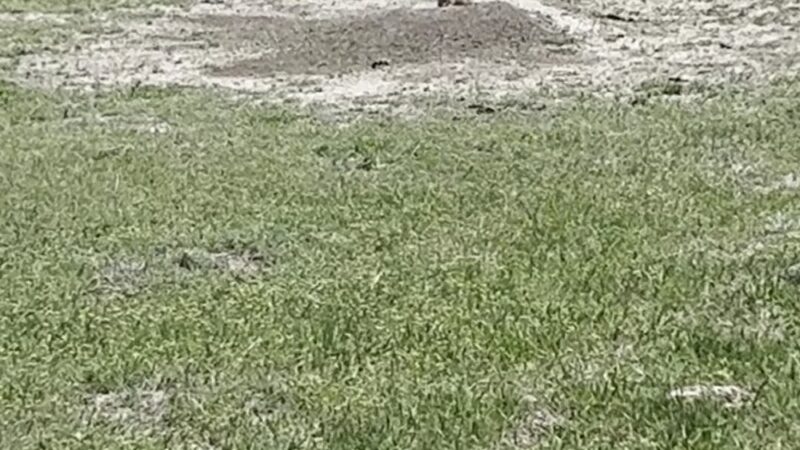 Roberts Prairie Dog Town - Wall, SD