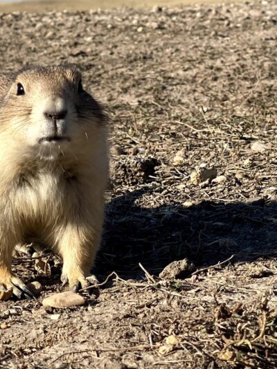 Roberts Prairie Dog Town - Wall, SD