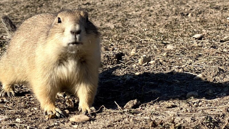 Roberts Prairie Dog Town - Wall, SD