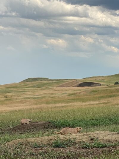 Roberts Prairie Dog Town - Wall, SD