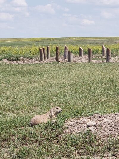Roberts Prairie Dog Town - Wall, SD