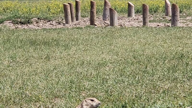 Roberts Prairie Dog Town - Wall, SD