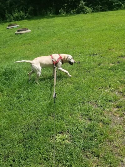 Leiper Park - Wallingford, PA