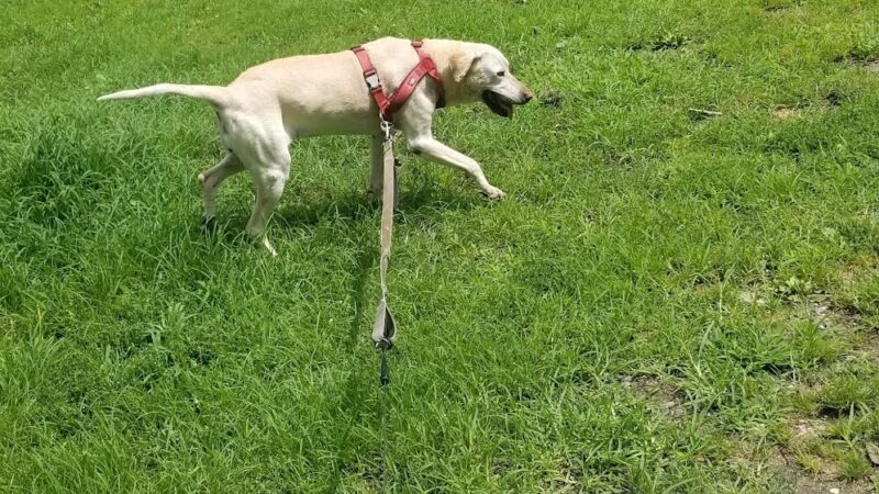 Leiper Park - Wallingford, PA