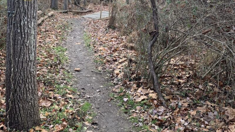 Springfield Trail - Papermill Trolley Trailhead - Wallingford, PA