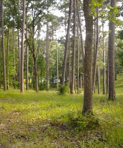 Golden Memorial State Park - Walnut Grove, MS