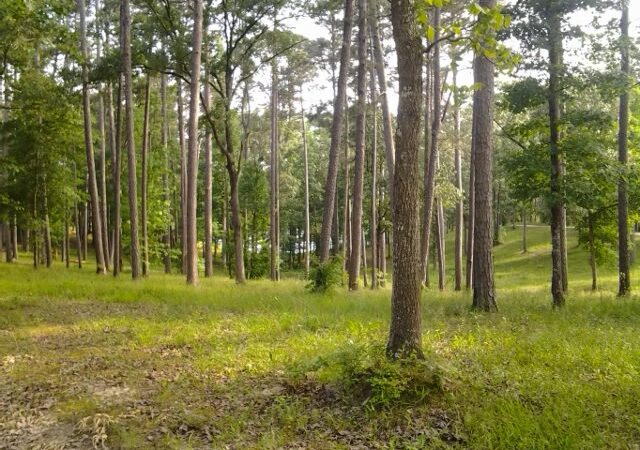 Golden Memorial State Park - Walnut Grove, MS