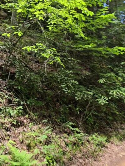 Warrior Trailhead - War, WV